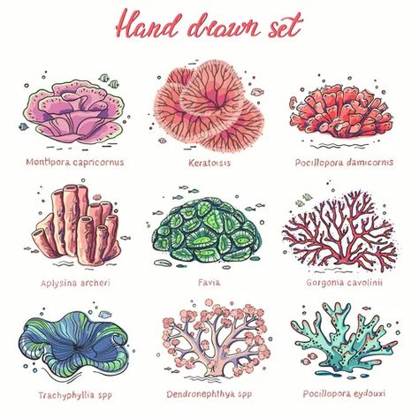 Ocean Coral Drawing, Coral Reef Drawing, Coral Drawing, Ocean Plants, Fish Tank Terrarium, Underwater Plants, Marine Plants, Sea Plants, Coral Art