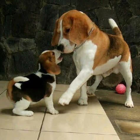 Baby Beagle, Pocket Beagle, Beagle Dogs, Beagle Puppies, Cute Beagles, 강아지 그림, Beagle Puppy, Beagle Dog, Sweet Dogs