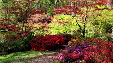 Japanese Acer Garden, Acers In The Garden, Red Maple Tree Landscaping, Japanese Maple Tree Landscape, Maple Tree Landscape, Japanese Maple Garden, Acer Trees, Japanese Red Maple, Japanese Style Garden