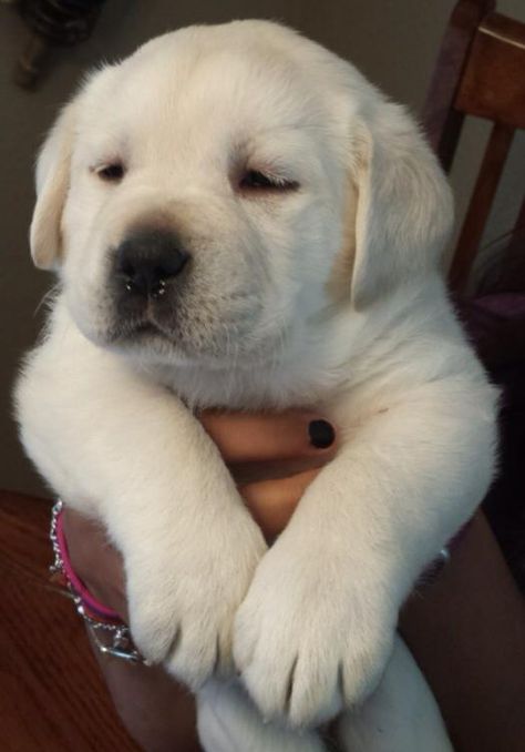 "I just got babopted!" White Labrador Puppy, White Lab Puppies, Husky Corgi, Yellow Lab Puppies, Labrador Noir, Labrador Puppies, Yellow Labs, Lab Puppy, Lab Dogs