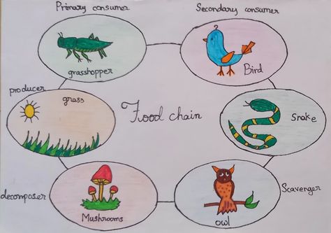 Food Chain Drawing, Reduce Reuse Recycle Projects, Water Cycle Anchor Chart, Food Chain Diagram, Simple Food Chain, Chain Drawing, Science Diagram, Science Diagrams, Recycle Projects