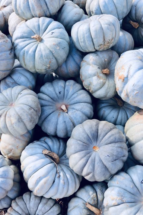 Blue Fall Wallpaper Aesthetic, Navy Blue Fall Wallpaper, Blue Autumn Wallpaper Iphone, Blue Pumpkin Aesthetic, Blue Pumpkin Wallpaper Iphone, Blue Pumpkins Wallpaper, Navy Fall Aesthetic, Light Blue Halloween Aesthetic, Navy Blue Fall Aesthetic