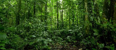 Terra Preta in the Amazon - The Permaculture Research Institute Rainforest Landscape, Green Board, Jungle Forest, Tropical Aquarium, Adventure Photos, Biome, Amazon Rainforest, Tropical Rainforest, Spring Nature