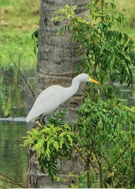 Cattle Egret Birds, Cattle Egret, The Crow, Bird Photo, Photo Gallery, Photo Galleries, Birds, Animals, Quick Saves