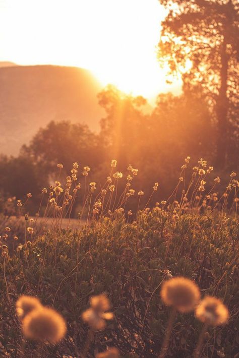 Yellow Aesthetic, 영감을 주는 캐릭터, Nature Aesthetic, Cool Plants, Aesthetic Backgrounds, Flowers Photography, Pretty Wallpapers, Beautiful Pictures, Beautiful Nature