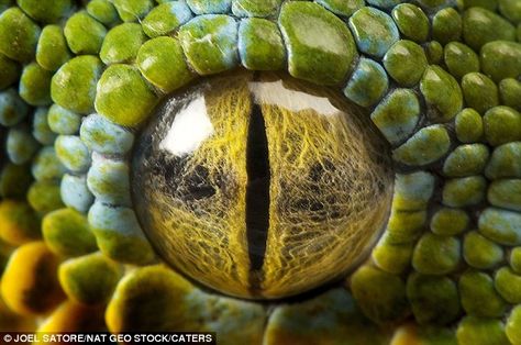 Reptile Eye, Lizard Eye, Animal Close Up, Veiled Chameleon, Close Up Art, Foto Macro, Eye Close Up, Rabbit Cages, Close Up Photo