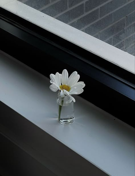 Bloom Aesthetic, Simplicity Photography, Minimalism Aesthetic, Virtual Background, Daisy Art, Minimal Photo, Daisy Wallpaper, Glass Photography, Minimal Photography