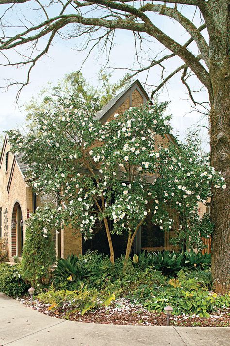 The South's Most Iconic Plants | We’ll never get tired of flowers, trees, and shrubs like hydrangeas, azaleas, and magnolias. Here, we proclaim once-and-for-all the South’s most iconic plants. Southern Landscaping, Small Front Yards, Camellia Tree, Big Leaf Hydrangea, Small Front Yard Landscaping, American Garden, Small Front Yard, Southern Garden, Landscaping Front Yard