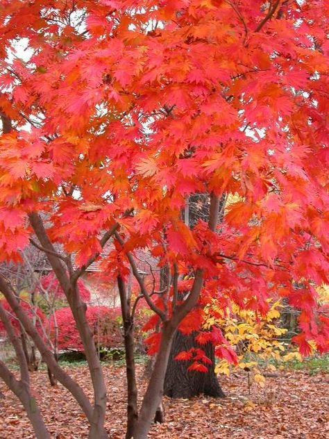 Moon Japanese, Bonsai Seeds, Missouri Botanical Garden, Japanese Maple Tree, Tree Seeds, Maple Tree, Japanese Maple, Garden Trees, Fall Color