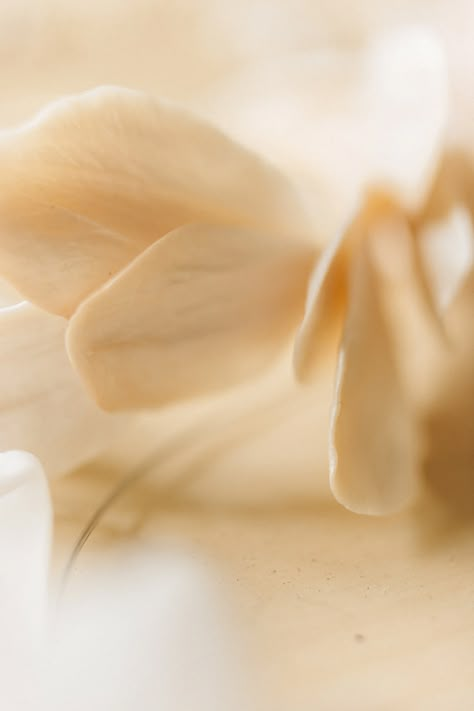 White Flower in Macro Shot · Free Stock Photo Off White Flowers Aesthetic, Macro Aesthetic, Wellness Ads, Miracle Balm, Focus Images, Plant Texture, Dad Wedding Gift, White Gold Diamond Bracelet, Macro Flower