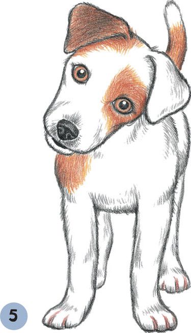 Dogs Drawing Sketches, Drawing Dogs Cute, Dog Images Drawing, Drawings Of Puppies, Dogs And Puppies Drawings, Dogs Drawing Easy, Easy Drawings Dog, Cute Dog Drawing Sketches, Dogs And Puppies Drawings Easy