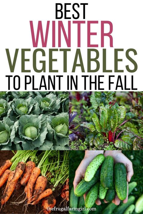 Vegetable Garden Planting Ideas, Best Vegetables To Grow, Vegetables To Plant, Garden Planting Ideas, Frugal Gardening, Winter Veggies, Winter Vegetables Gardening, Winter Greens, Bucket Gardening