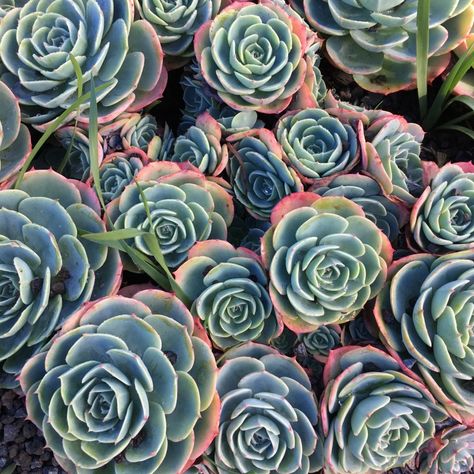 Wild hens and chicks 🐤🐥🐣🐔 succulent Hen And Chicks Succulent, Hens And Chicks Succulent, Hen Chicken, Backyard Plants, Plant Tattoo, Hens And Chicks, Growing Herbs, Arm Tattoo, Pretty Flowers