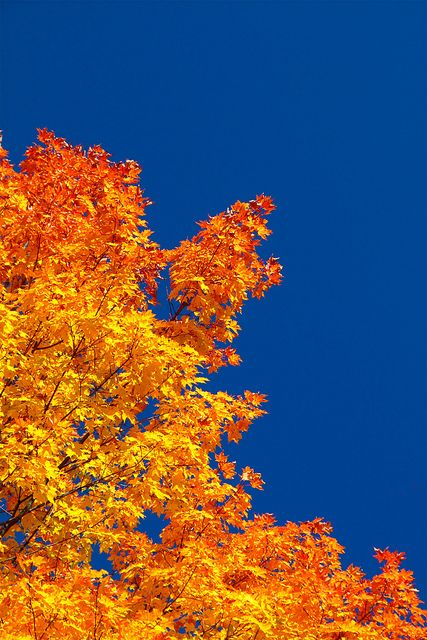 Orange and blue Orange And Blue Sky, Fall Sky, Bright Autumn, Blue Autumn, Fall Blue, Autumn Blue, Autumn Sky, Blue Photography, Color Burst