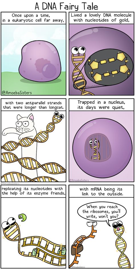 #science #biology #DNA #RNA #Nucleus #microbiology #genetics #cells #educational #stem Amoeba Sisters, Biology Jokes, Biology Memes, Lab Humor, Sisters Photo, Science Comics, Biology Humor, Science Puns, Study Biology