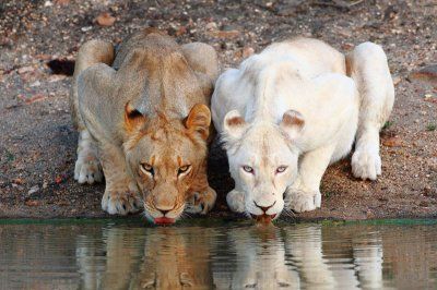 Lionesses at the Watering Hole:Taken at the Motswari Private Game Reserve in South Africa, we see two lionesses having a drink at a watering hole. On the right is a rare white lion from the Xakubasa Pride. The photograph was taken by the park’s ranger Chad Cocking who keeps an amazing blog that you can check out here. If you enjoy amazing animal and nature photography it’s definitely a blog you can spend some time on. White Lions, Albino Animals, Lions And Tigers, Cheetahs, Here Kitty Kitty, Cutest Animals, Kitty Kitty, Amazing Animals, Animal Planet