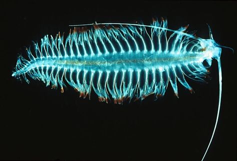 A Tomopteris, a type of marine worm that exhibits yellow bioluminescence. (Photo: uwe kils/CC BY-SA 3.0) Bioluminescent Animals, Annelid, Deep Sea Life, Strange Animals, Creature Marine, Dark Creatures, Deep Sea Creatures, Aquatic Life, Deep Ocean