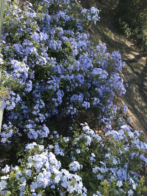 Cape Leadwort Flower, Plumbago Auriculata, Landscape Symbols, Blue Plumbago, Orchid Fertilizer, Evergreen Flowers, Imperial Blue, Chinese Money Plant, Blue Plants