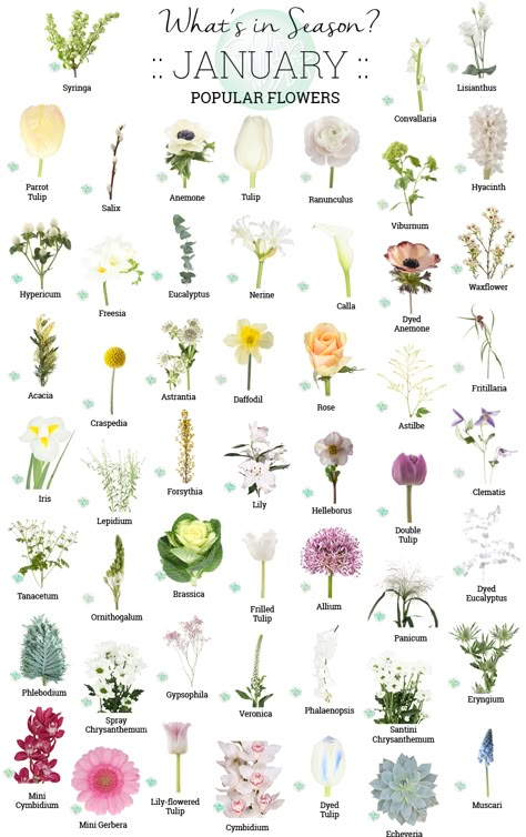 In Season January, Flowers And Names, January Flower, Flowers In Season, Flower Shopping, Flower Chart, Different Types Of Flowers, Flower Guide, Popular Flowers