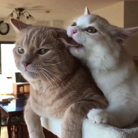 Cat Couple, Cat Cuddle, Söt Katt, Cat Pose, Two Cats, Cute Cats Photos, Cat Aesthetic, Funny Cute Cats, Silly Cats