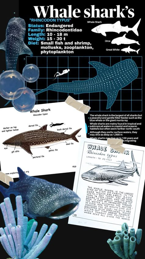 Sharks Facts, Whale Shark Facts, Shark Background, Oceanography Marine Biology, Animal Infographic, Shark Stuff, Shark Facts, Ocean Stuff, Shark Pictures