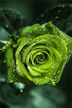 Emerald Rose | tree~ | Pinterest | Sun, Search and Pictures Rose Belle, I Love Green, All Things Green, Colorful Roses, Green With Envy, Water Droplets, Love Rose, Green Rose, My Favorite Color