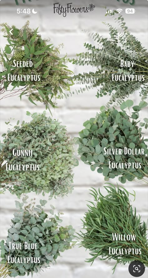 White And Sage Centerpiece Wedding, Rustic March Wedding Ideas, Types Of Eucalyptus, Sage Wedding, Future Wedding Plans, Floral Ideas, Ceremony Ideas, Wedding 2024, Eucalyptus Leaves