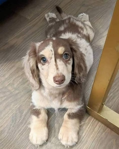 Cute Animals Puppies, Very Cute Dogs, Dream Dog, Dachshund Puppies, Pretty Animals, Cute Animal Photos, Animal Photos, Little Animals, Cute Pets