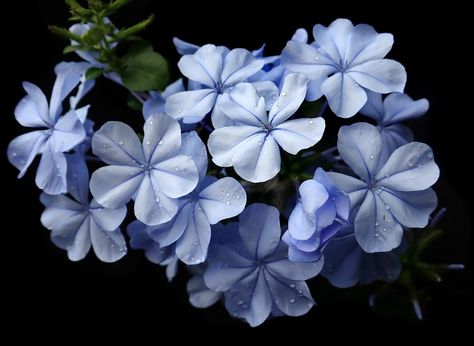 Plumbago Blue Flower, #Plumbago, #Flower, #Blue Blue Plumbago, Common Blue Butterfly, Small Wave Tattoo, Wave Tattoo, Waves Tattoo, How To Attract Birds, Sun And Water, Low Maintenance Plants, Evergreen Shrubs