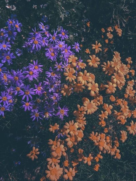 Aster Flower Aesthetic, Aster Aesthetic, Asters Flower, Aisha Core, Neat Wallpapers, Purple Aster, Aster Flowers, Interactive Fiction, Aster Flower