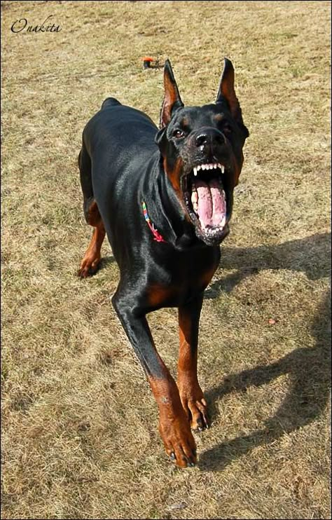 Doberman Teeth, Doberman Scary, Dog Looking Up, Doberman Agressive, Dog Reference Drawing, Doberman Barking, Angry Doberman, Scary Dog Privilege, Growling Dog