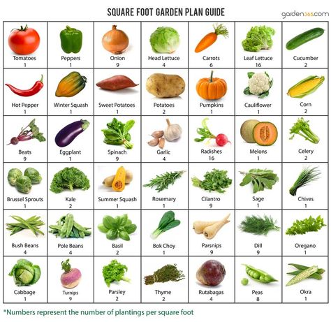 If you have had rain issues in the past, or your Garden soil is very rocky, or you might have back issues, and want to make sure you are above ground level. I'm attaching a chart of how many of each of these vegetables you would plant per 1 ft x 1 ft square. If you haven't used this method, you might want to give this a try at least with a part of your Garden. Use the recommended Seed spacing on the Seed packet, and plant just one in a square if it says to plant them 12 inches apart. Square Foot Gardening Layout, Garden Grid, Square Foot Garden, Vegetable Garden Planner, Vegetable Garden Raised Beds, Garden Layout Vegetable, Vegetable Plants, Thriving Garden, Garden Plan