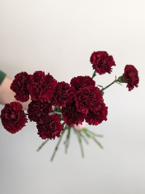 Carnation And Eucalyptus Bouquet, Burgundy Carnation Bouquet, Deep Red Bouquet, Dark Red Wedding Flowers, Maroon Carnations, Dark Red Carnation, Burgundy Carnations, Red Carnation Flower, Cherry Wedding