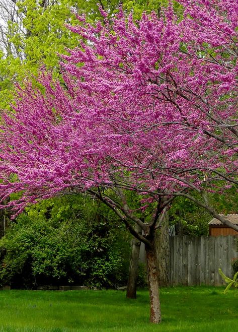 Poolside Landscaping, Red Hot Poker, Spring Landscapes, Plant Beds, Holly Shrub, Peacock Garden, Eastern Redbud, Redbud Tree, Red Bud