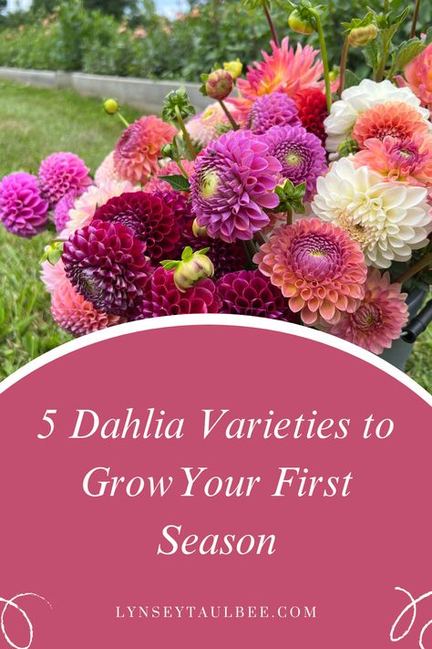 Dahlia Flower Garden, Dahlia Varieties, Lakeside Garden, Growing Cut Flowers, Late Summer Flowers, Dahlia Garden, Cut Flower Farm, Growing Dahlias, Dahlias Garden