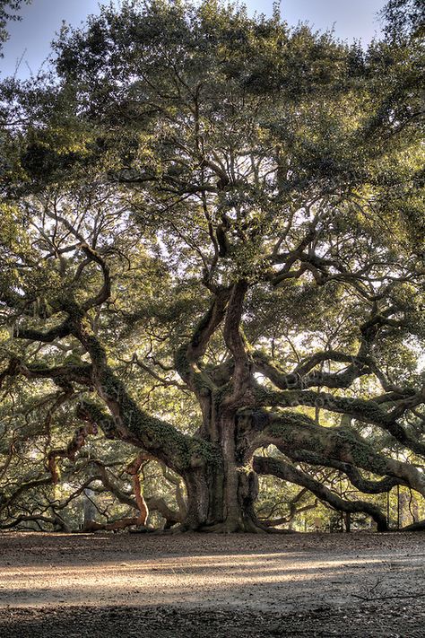 Huge Oak Tree, Oak Tree Photography, Stanley Kowalski, Coast Live Oak, Angel Oak Tree, Big Oak Tree, Large Oak Tree, English Oak Tree, Massive Tree