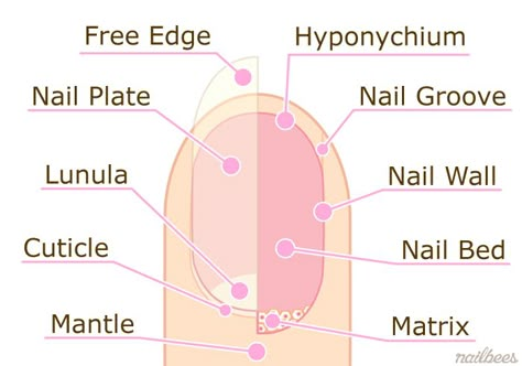 Nail diagram Nail Diagram, Nail Notes, Cosmetology State Board, Nail Structure, Nail Tech Tips, Nail Anatomy, Nail Info, Beauty School Cosmetology, Nail Theory