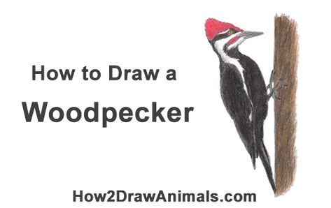 Pencil Sketch Tutorial, Pileated Woodpecker, Drawing Instructions, Sketches Tutorial, Craft Show Ideas, Learn How To Draw, Bird Drawings, Watercolor Bird, Step By Step Drawing