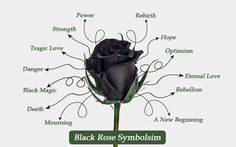 Rose Incense Meaning, Regulus Black Daughter, Black Rose Symbolism, Black Rose Meaning, Mechanics Wedding, Incense Benefits, Outfits Names, Black Rose Tattoo Meaning, Flowers Meanings