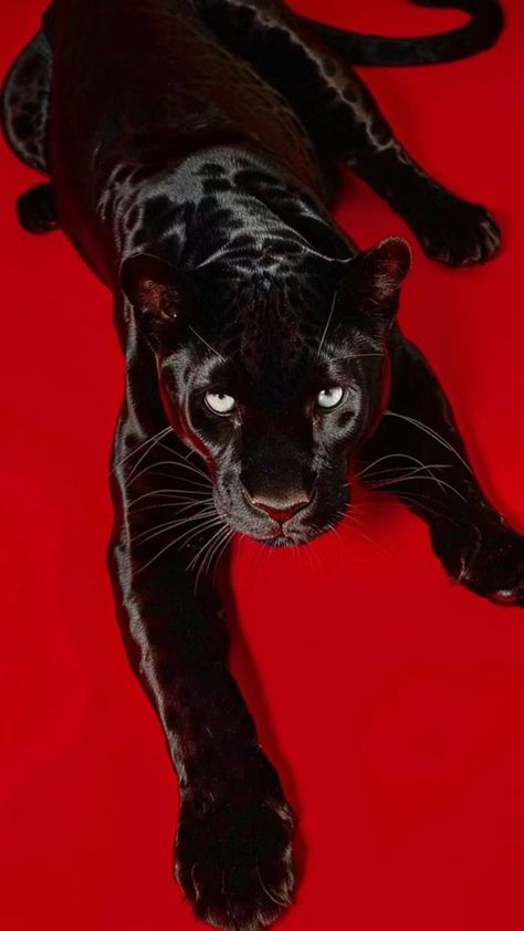 Red Animal Aesthetic, Black Animal Aesthetic, Black Panther Animal Aesthetic, Black Panther Wallpaper Aesthetic, Jaguar Animal Photography, Black Jaguar Aesthetic, Red Cat Aesthetic, Red Aesthetic Photos, Black Cats Aesthetic