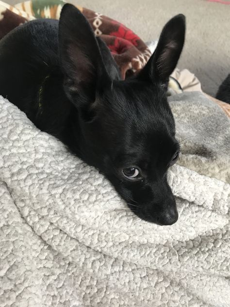 Black Chihuahua Aesthetic, Black Chiweenie, Black Deer Head, Chihuahua Black, Chihuahua Mix Puppies, Deer Head Chihuahua, Dr Pets, Black Chihuahua, Black Deer