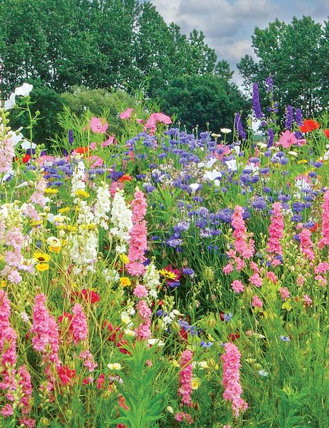 Gypsophila Elegans, Dianthus Barbatus, Cottagecore Garden, Wild Flower Meadow, Achillea Millefolium, Nothing But Flowers, Wildflower Garden, Meadow Flowers, Spring Bulbs