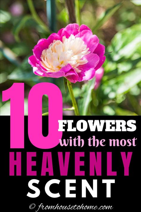 Flowers That Smell Amazing, Fragrant Flowers Perennials, Fragrant Climbing Plants, Flowers That Smell Good, Flowers That Love Sun, Most Fragrant Flowers, Good Smelling Plants, Fragrance Garden, Fragrant Flowers Garden