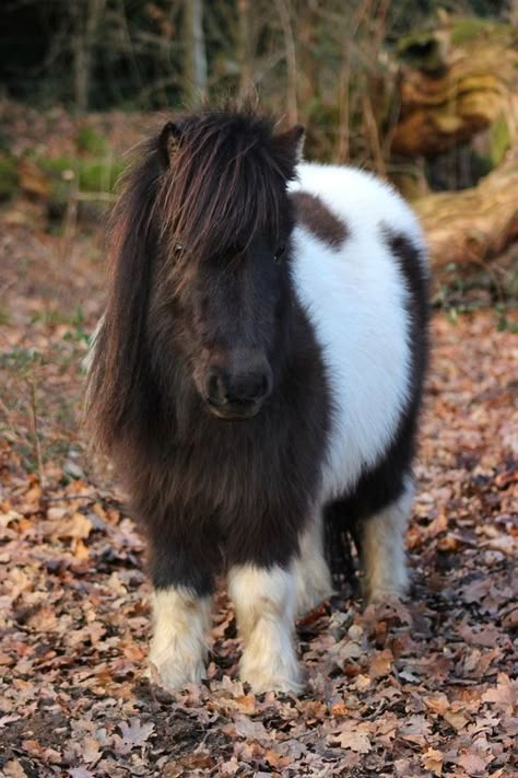 Shetland Pony: Characteristics, Facts, Temperament - PetTime Shetty Pony, Pony Photo, Miniature Pony, Shetland Ponies, Miniature Ponies, Tiny Horses, Mini Horses, Baby Horse, Pony Breeds