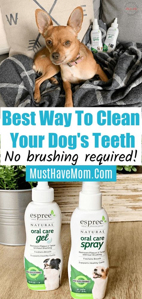 Teeth Cleaning Routine, Brushing Dogs Teeth, Dogs Teeth, Tolerate It, Dog Toothpaste, Dog Remedies, Teeth Whitening Diy, Dog Teeth Cleaning, Dog Health Tips