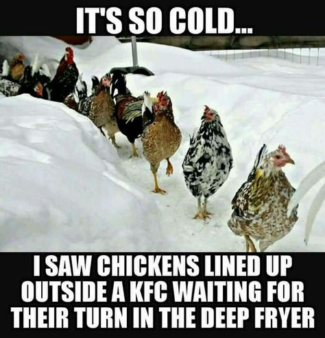 It's so cold, I saw chickens outside a KFC waiting for their turn in the deep fryer. Cold Humor, Winter Humor, Animal Humor, Funny Animal Memes, Just Funny, Funny Animal Pictures, Cold Outside, Funny Signs, Makes Me Laugh