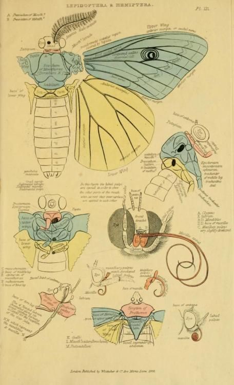 Wing Anatomy, Insect Anatomy, Insect Wings, Science Illustration, Moths And Butterflies, Animal Anatomy, Insect Art, Scientific Illustration, A Frog