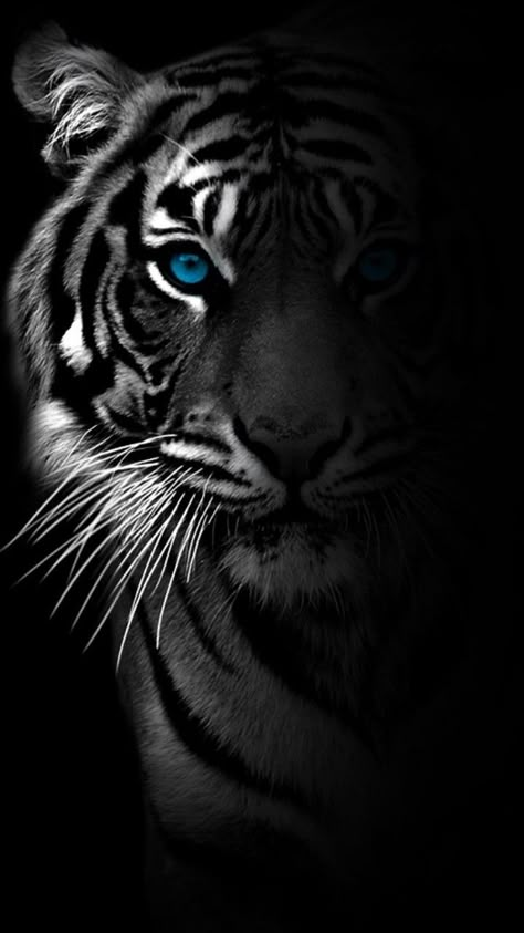 Tiger Images Hd, Tiger Dp, Black Tiger Wallpaper, Tiger Black Background, Tiger Background, Dark Tiger, Buu Dbz, Cool Animal Tattoos, Bewafa Photo Editing