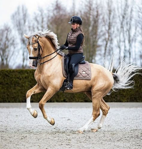 Palomino Dressage Horse, Horseback Riding Aesthetic, Horse Outfits, Horse Coat Colors, Palomino Horse, Horse Inspiration, Horse Dressage, Tack Sets, Horse Aesthetic