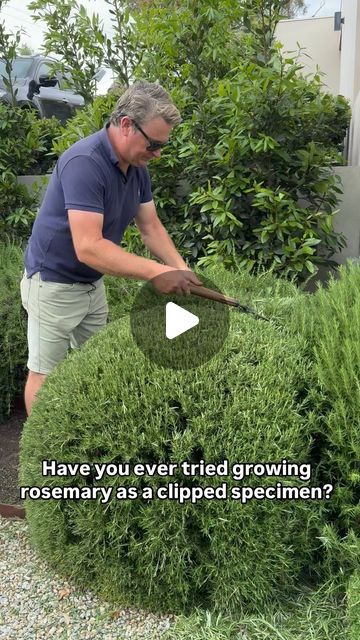 ANDREW STARK on Instagram: "#andrewstark #andrewstarkgardens #andrewstarkgardendesign #gardendesign #gardendesignmelbourne #hedges #topiary #pruning #gardenreno #gardenrenovation #gardenlovers #rosemary #rosemarinus #rosemaryball #rosemarytopiary @niwaki.hq" How To Make A Rosemary Topiary, Rosemary Hedge, Growing Rosemary, Cozy Minimalist, Plants Garden, Hedges, Gardening Tips, Rosemary, Plants